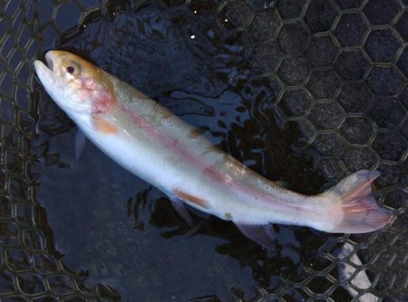 アルビノを狙い撃ち ～平谷湖フィッシングスポット～